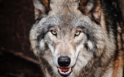 Wolfwanderungen im Wendland: Entdecke die Geheimnisse der Tiere und erlebe faszinierende Begegnungen mit Wölfen